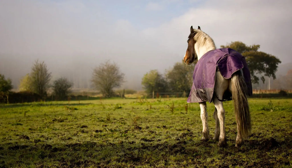 Winter Horse Care Guide: How to Keep Your Horse Warm, Healthy and Comfortable