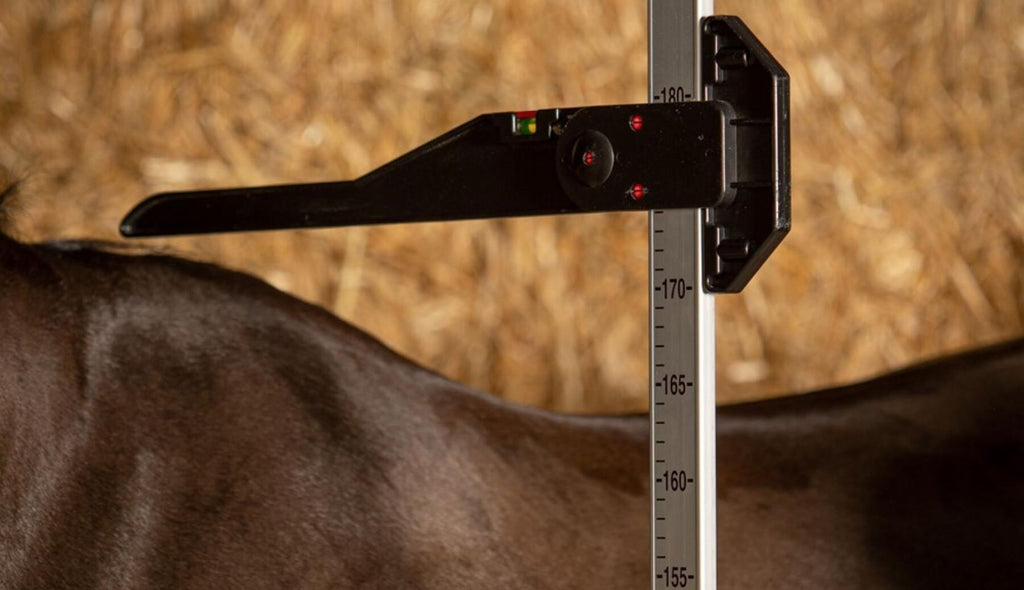 Understanding Horse Heights and Types for Competition