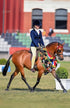 Youth Competition Wear - Lemon Butter Competition Tights