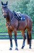 BARE Horse Wear - 'Pro Ears' Ear Bonnet - Navy